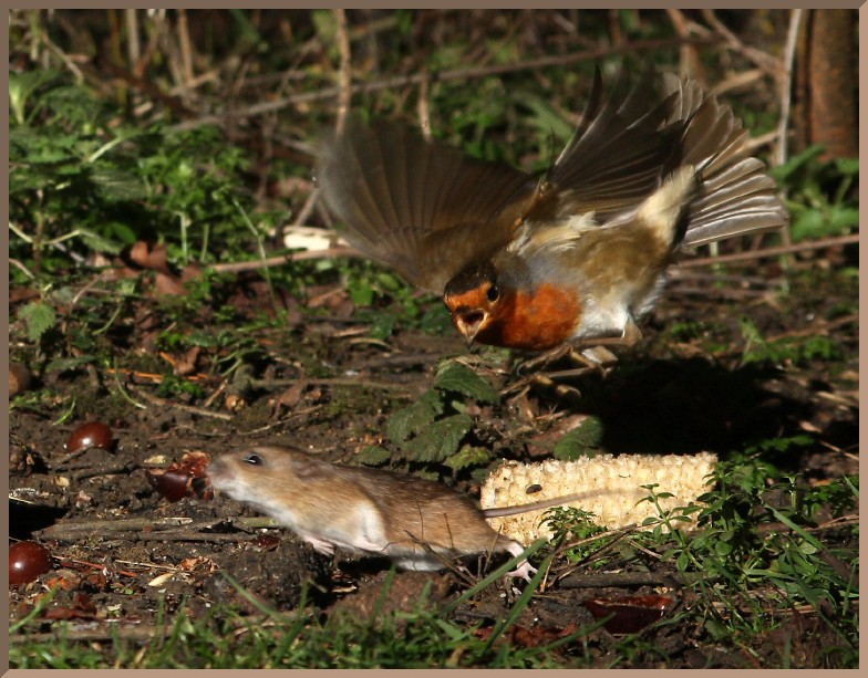 ImageoftheDay by Subject